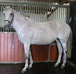 horse stall mats